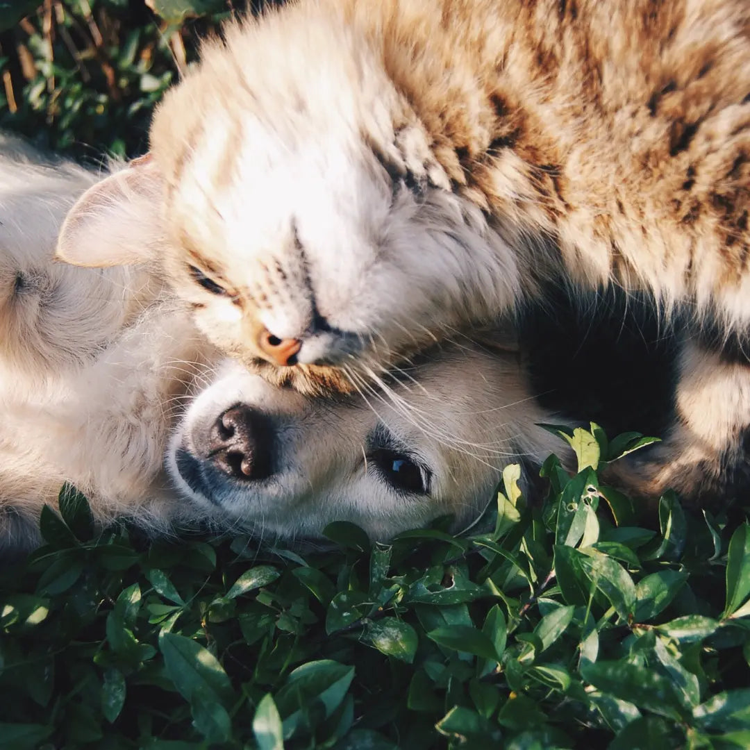 Katzen-Op-Versicherung