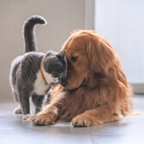Hund & Katze versichern